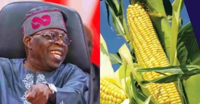 casava maize economy