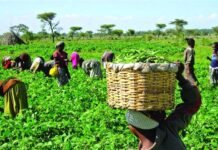 Farmers’ Group Seeks Partnership with Federal Government on Ward Development Programme