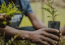 Lagos to Plant 500 Trees in Heat Mitigation Drive