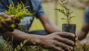 Lagos to plant