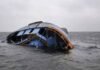 NSIB probes Benue boat mishap that killed 11